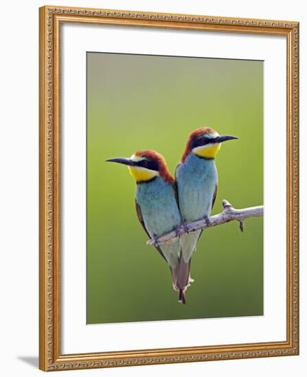 European Bee-Eater (Merops Apiaster) Pair Perched, Pusztaszer, Hungary, May 2008-Varesvuo-Framed Photographic Print