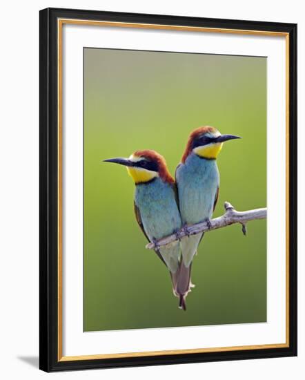 European Bee-Eater (Merops Apiaster) Pair Perched, Pusztaszer, Hungary, May 2008-Varesvuo-Framed Photographic Print