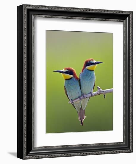 European Bee-Eater (Merops Apiaster) Pair Perched, Pusztaszer, Hungary, May 2008-Varesvuo-Framed Photographic Print
