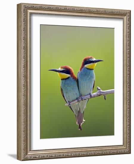 European Bee-Eater (Merops Apiaster) Pair Perched, Pusztaszer, Hungary, May 2008-Varesvuo-Framed Photographic Print