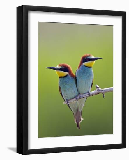 European Bee-Eater (Merops Apiaster) Pair Perched, Pusztaszer, Hungary, May 2008-Varesvuo-Framed Photographic Print