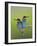 European Bee-Eater (Merops Apiaster) Pair Perched, Pusztaszer, Hungary, May 2008-Varesvuo-Framed Photographic Print