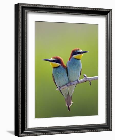 European Bee-Eater (Merops Apiaster) Pair Perched, Pusztaszer, Hungary, May 2008-Varesvuo-Framed Photographic Print