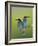 European Bee-Eater (Merops Apiaster) Pair Perched, Pusztaszer, Hungary, May 2008-Varesvuo-Framed Photographic Print