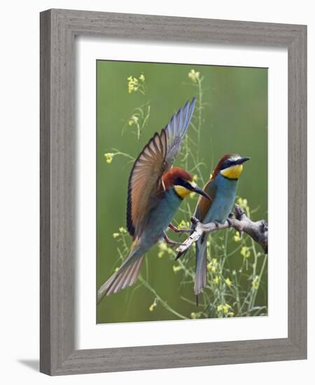 European Bee-Eater (Merops Apiaster) Pair, Pusztaszer, Hungary, May 2008-Varesvuo-Framed Photographic Print