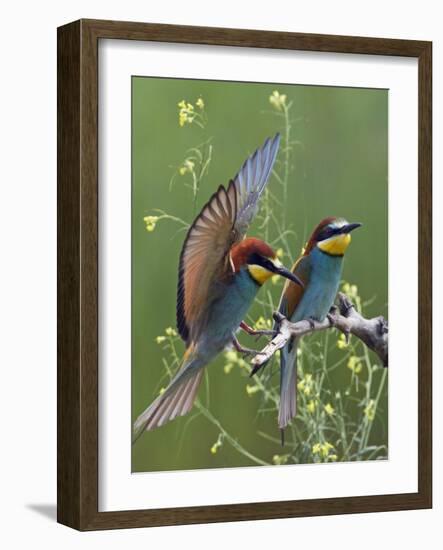 European Bee-Eater (Merops Apiaster) Pair, Pusztaszer, Hungary, May 2008-Varesvuo-Framed Photographic Print