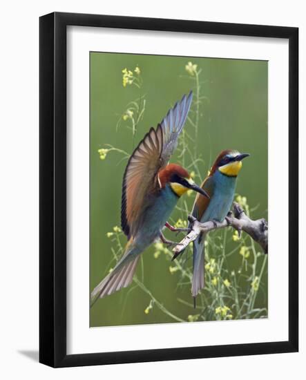 European Bee-Eater (Merops Apiaster) Pair, Pusztaszer, Hungary, May 2008-Varesvuo-Framed Photographic Print