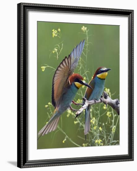 European Bee-Eater (Merops Apiaster) Pair, Pusztaszer, Hungary, May 2008-Varesvuo-Framed Photographic Print