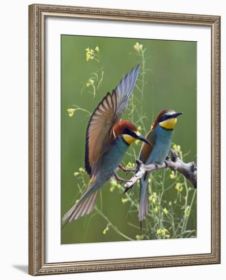 European Bee-Eater (Merops Apiaster) Pair, Pusztaszer, Hungary, May 2008-Varesvuo-Framed Photographic Print