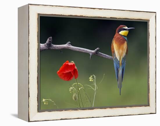 European Bee-Eater (Merops Apiaster) Perched Beside Poppy Flower, Pusztaszer, Hungary, May 2008-Varesvuo-Framed Premier Image Canvas