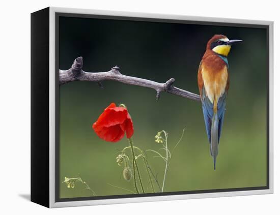 European Bee-Eater (Merops Apiaster) Perched Beside Poppy Flower, Pusztaszer, Hungary, May 2008-Varesvuo-Framed Premier Image Canvas