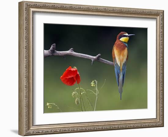 European Bee-Eater (Merops Apiaster) Perched Beside Poppy Flower, Pusztaszer, Hungary, May 2008-Varesvuo-Framed Photographic Print