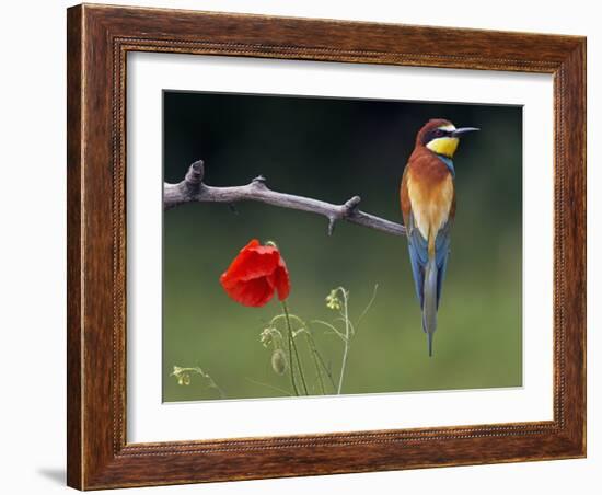 European Bee-Eater (Merops Apiaster) Perched Beside Poppy Flower, Pusztaszer, Hungary, May 2008-Varesvuo-Framed Photographic Print