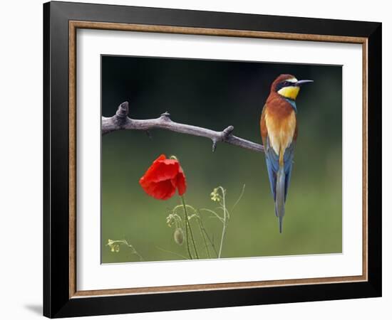 European Bee-Eater (Merops Apiaster) Perched Beside Poppy Flower, Pusztaszer, Hungary, May 2008-Varesvuo-Framed Photographic Print