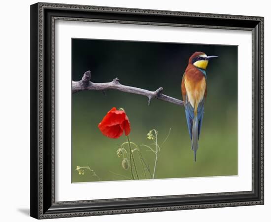 European Bee-Eater (Merops Apiaster) Perched Beside Poppy Flower, Pusztaszer, Hungary, May 2008-Varesvuo-Framed Photographic Print