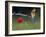 European Bee-Eater (Merops Apiaster) Perched Beside Poppy Flower, Pusztaszer, Hungary, May 2008-Varesvuo-Framed Photographic Print