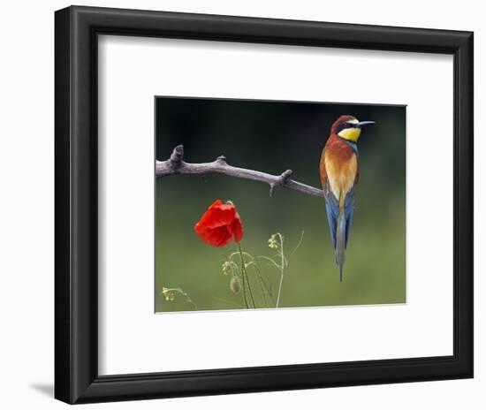 European Bee-Eater (Merops Apiaster) Perched Beside Poppy Flower, Pusztaszer, Hungary, May 2008-Varesvuo-Framed Photographic Print