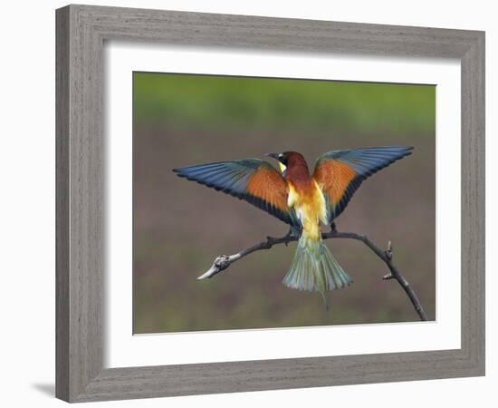 European Bee-Eater (Merops Apiaster) Perched with Wings Extended, Pusztaszer, Hungary, May 2008-Varesvuo-Framed Photographic Print