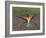 European Bee-Eater (Merops Apiaster) Perched with Wings Extended, Pusztaszer, Hungary, May 2008-Varesvuo-Framed Photographic Print