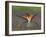 European Bee-Eater (Merops Apiaster) Perched with Wings Extended, Pusztaszer, Hungary, May 2008-Varesvuo-Framed Photographic Print