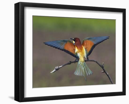 European Bee-Eater (Merops Apiaster) Perched with Wings Extended, Pusztaszer, Hungary, May 2008-Varesvuo-Framed Photographic Print