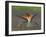 European Bee-Eater (Merops Apiaster) Perched with Wings Extended, Pusztaszer, Hungary, May 2008-Varesvuo-Framed Photographic Print