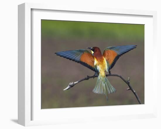 European Bee-Eater (Merops Apiaster) Perched with Wings Extended, Pusztaszer, Hungary, May 2008-Varesvuo-Framed Photographic Print