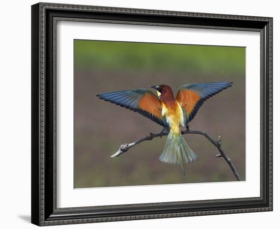 European Bee-Eater (Merops Apiaster) Perched with Wings Extended, Pusztaszer, Hungary, May 2008-Varesvuo-Framed Photographic Print