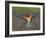 European Bee-Eater (Merops Apiaster) Perched with Wings Extended, Pusztaszer, Hungary, May 2008-Varesvuo-Framed Photographic Print