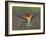 European Bee-Eater (Merops Apiaster) Perched with Wings Extended, Pusztaszer, Hungary, May 2008-Varesvuo-Framed Photographic Print