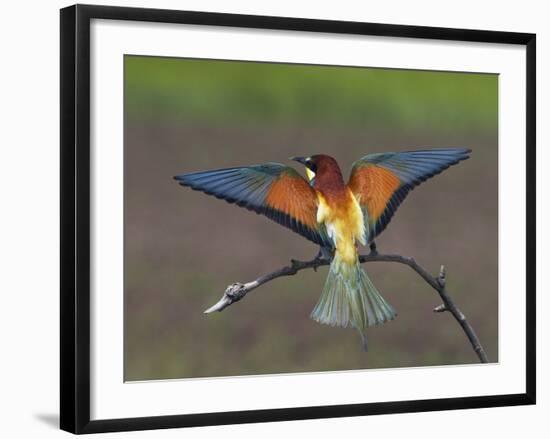 European Bee-Eater (Merops Apiaster) Perched with Wings Extended, Pusztaszer, Hungary, May 2008-Varesvuo-Framed Photographic Print