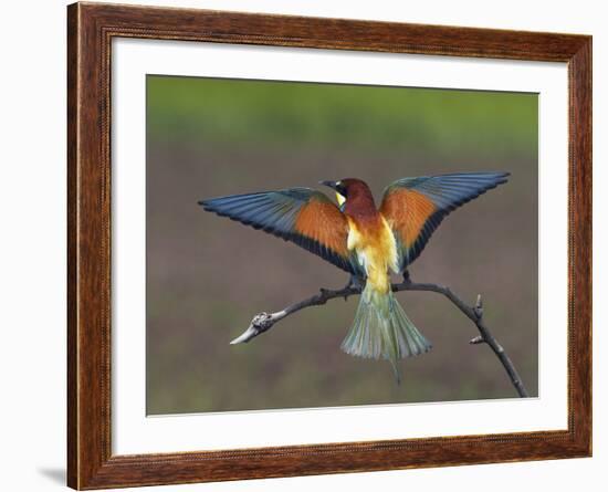 European Bee-Eater (Merops Apiaster) Perched with Wings Extended, Pusztaszer, Hungary, May 2008-Varesvuo-Framed Photographic Print