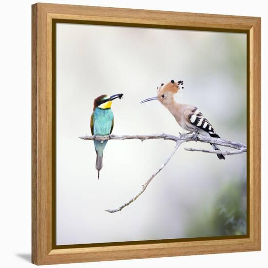 European Bee Eater Perched with a Honey Bee-null-Framed Premier Image Canvas