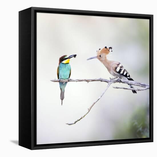 European Bee Eater Perched with a Honey Bee-null-Framed Premier Image Canvas