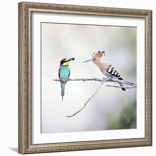 European Bee Eater Perched with a Honey Bee-null-Framed Photographic Print