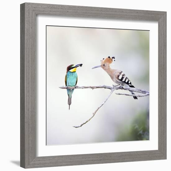 European Bee Eater Perched with a Honey Bee-null-Framed Photographic Print