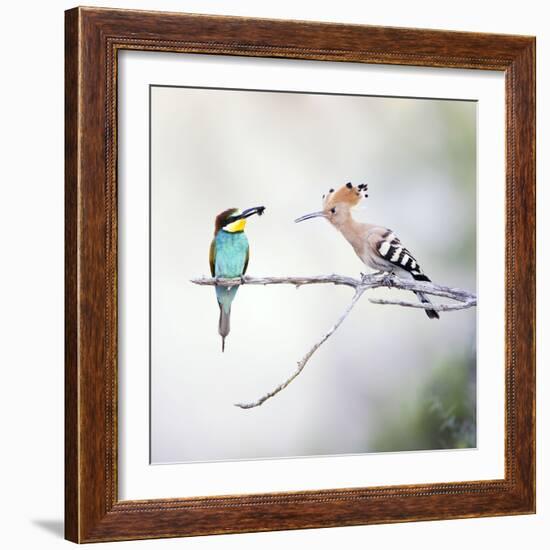 European Bee Eater Perched with a Honey Bee-null-Framed Photographic Print