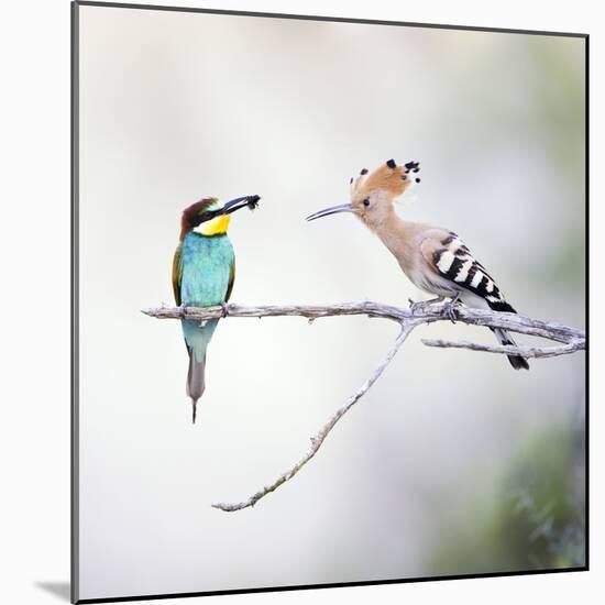 European Bee Eater Perched with a Honey Bee-null-Mounted Photographic Print