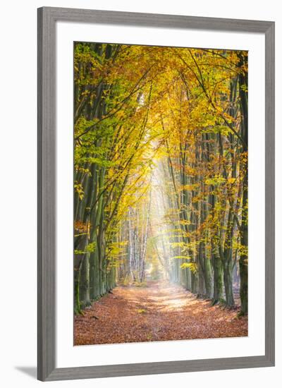 European Beech (Fagus sylvatica) forest Hoge Kempen National Park in autumn, Limburg, Vlaanderen (F-Jason Langley-Framed Photographic Print