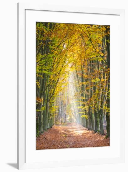 European Beech (Fagus sylvatica) forest Hoge Kempen National Park in autumn, Limburg, Vlaanderen (F-Jason Langley-Framed Photographic Print