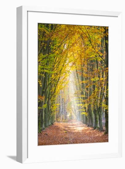 European Beech (Fagus sylvatica) forest Hoge Kempen National Park in autumn, Limburg, Vlaanderen (F-Jason Langley-Framed Photographic Print