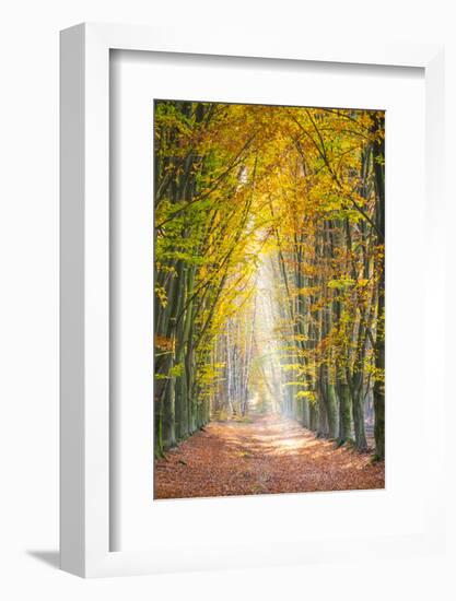 European Beech (Fagus sylvatica) forest Hoge Kempen National Park in autumn, Limburg, Vlaanderen (F-Jason Langley-Framed Photographic Print