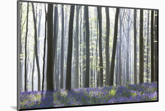 European Beech Forest (Fagus Sylvatica) and Bluebells (Hyacinthoides Non-Scripta) in the Backlight-P. Kaczynski-Mounted Photographic Print