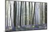 European Beech Forest (Fagus Sylvatica) and Bluebells (Hyacinthoides Non-Scripta) in the Backlight-P. Kaczynski-Mounted Photographic Print