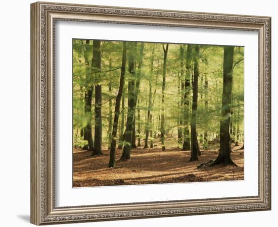 European Beech Forest (Fagus Sylvatica)-Bjorn Svensson-Framed Photographic Print