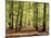 European Beech Forest (Fagus Sylvatica)-Bjorn Svensson-Mounted Photographic Print
