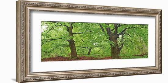 European beech, Kellerwald, Germany-Frank Krahmer-Framed Art Print