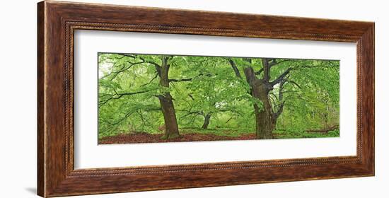 European beech, Kellerwald, Germany-Frank Krahmer-Framed Art Print