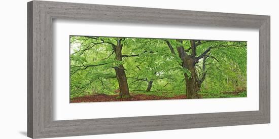 European beech, Kellerwald, Germany-Frank Krahmer-Framed Art Print