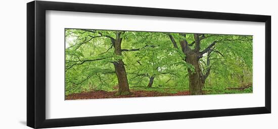 European beech, Kellerwald, Germany-Frank Krahmer-Framed Art Print